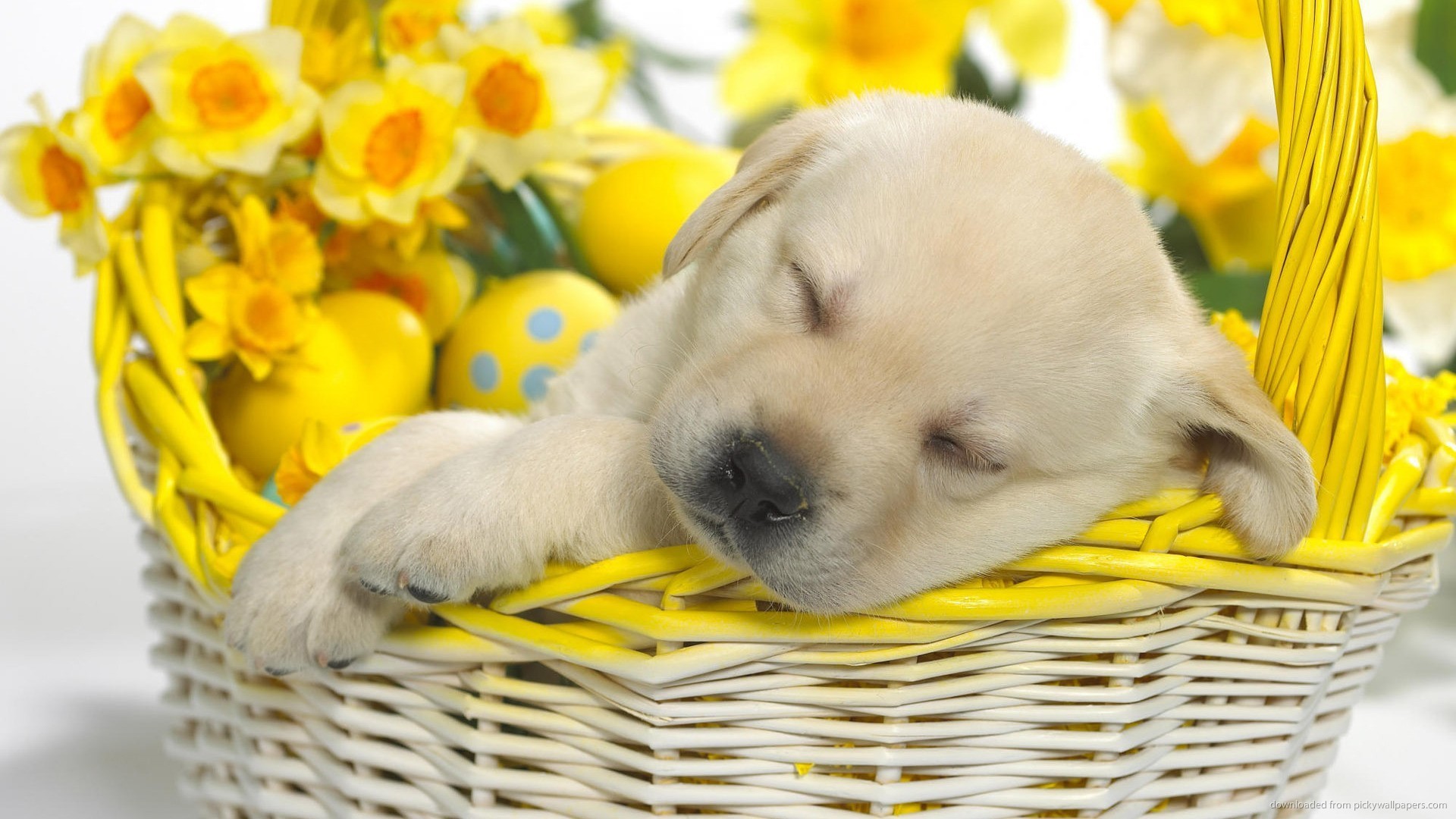 Cute Puppy Sleeping In An Easter Basket Wallpaper