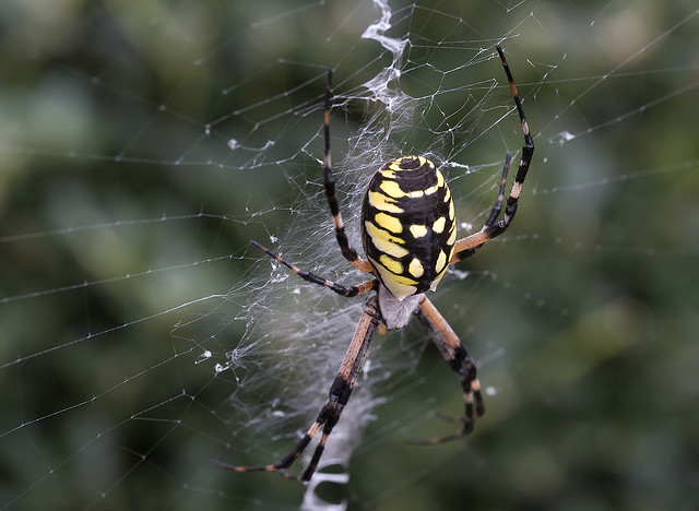 Black And Yellow Spider Background Wallpaper HDblackwallpaper