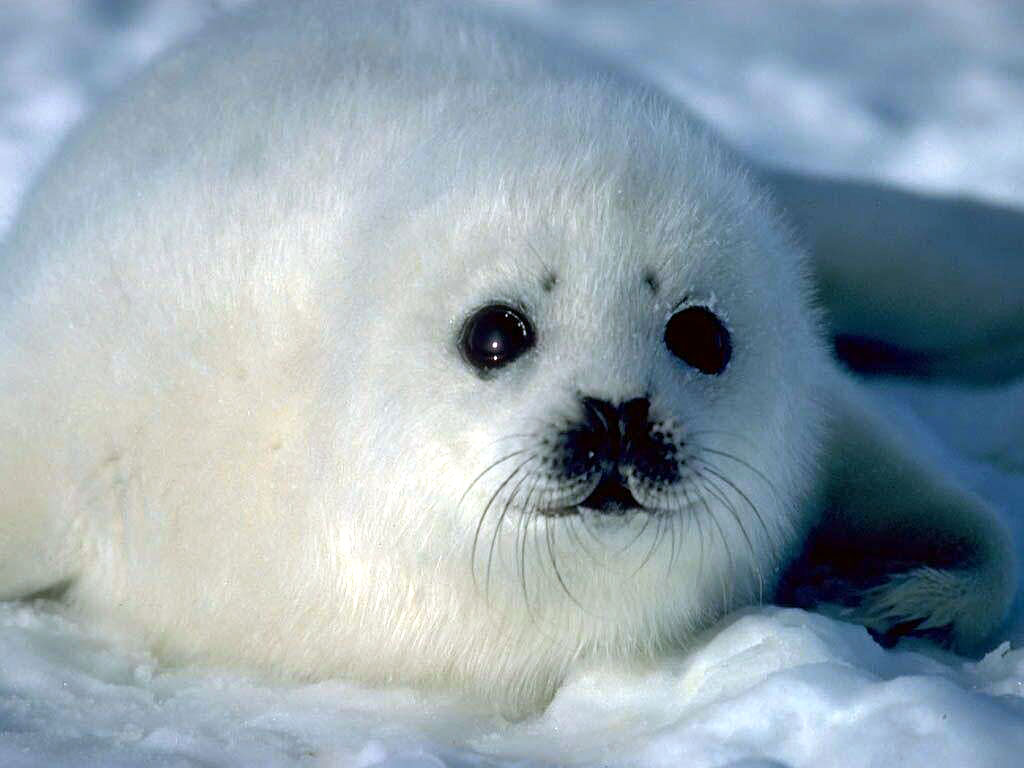 Pics Photos Cute Baby Seal Wallpaper