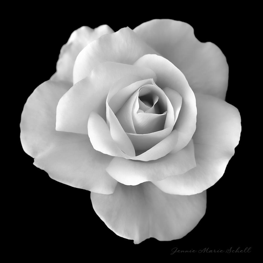 White Rose Flower In Black And By Jennie Marie Schell