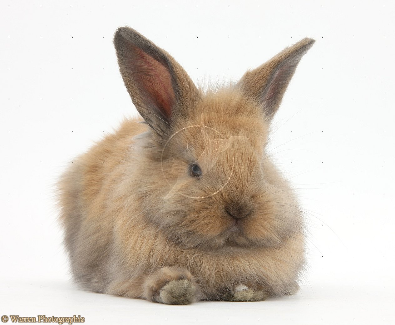 Cute Baby Bunnies 9322 Hd Wallpapers in Animals   Imagescicom