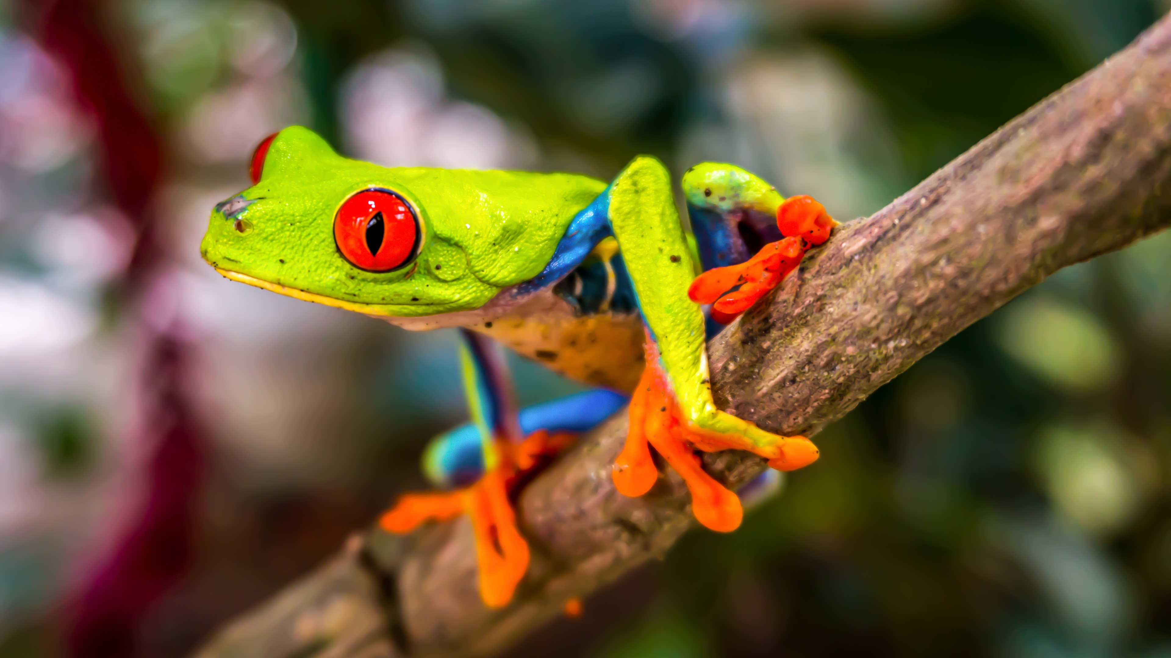Red eyed tree frog Wallpapers HD Wallpapers
