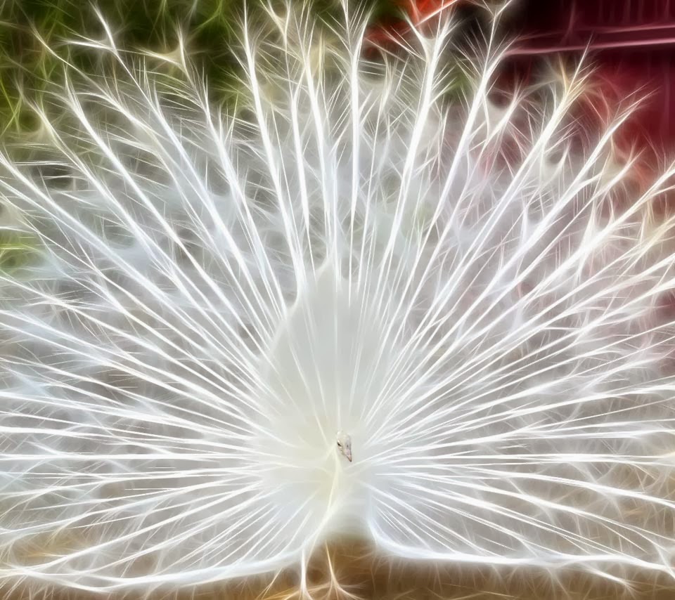 Wallpaper For Android White Peacock Beautiful