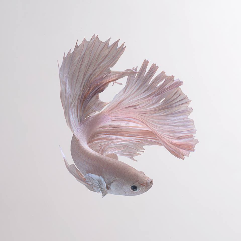 iPhone 6s Announced With Betta Background Live Tropical Fish