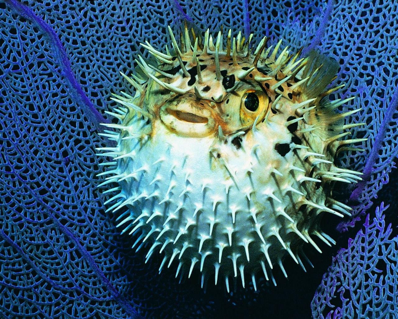 Pufferfish Desktop Wallpaper Background