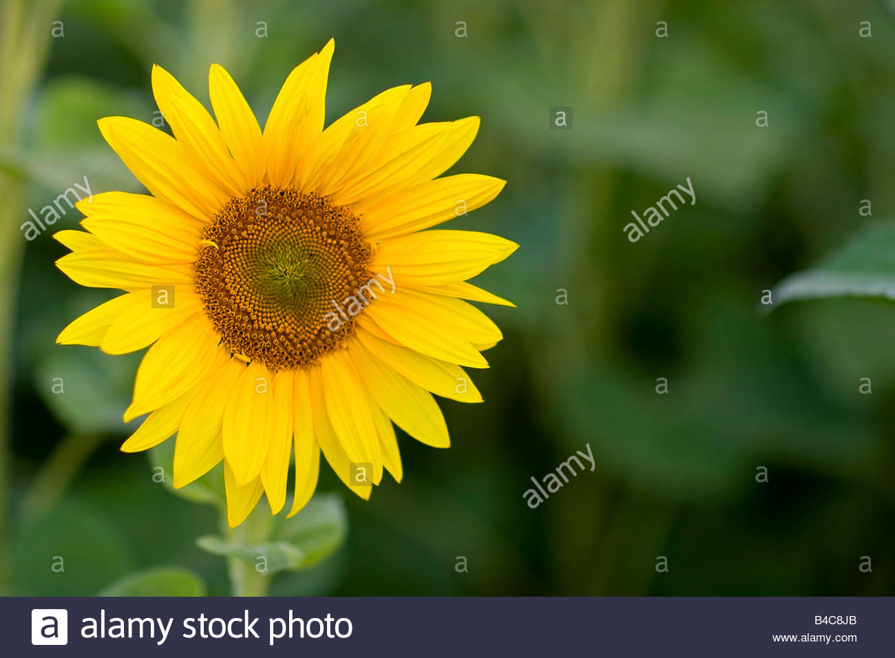 Single Sunflower Against Unfocused Background Stock Photos