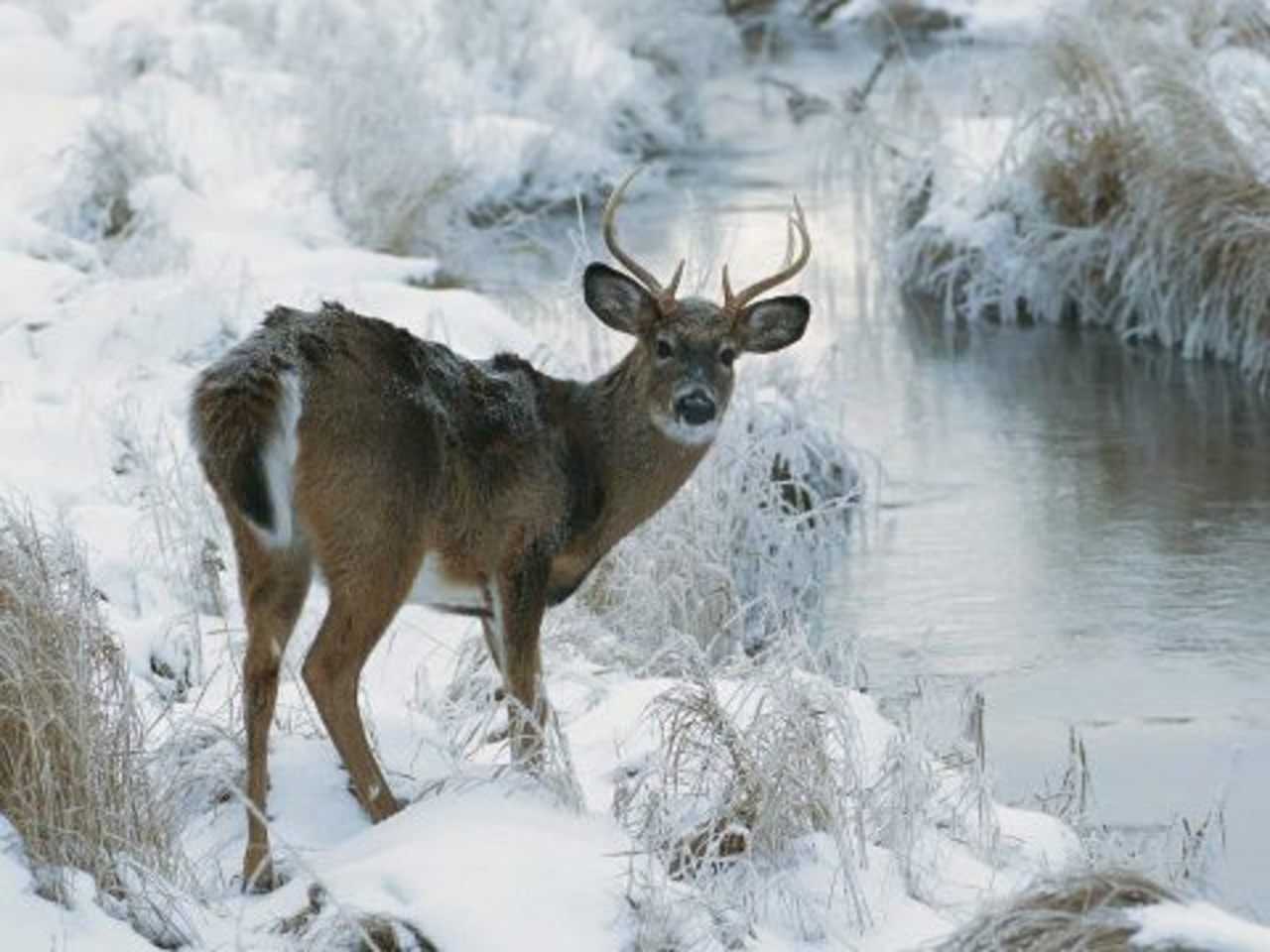Winter Deer Wallpaper Deer in winter season