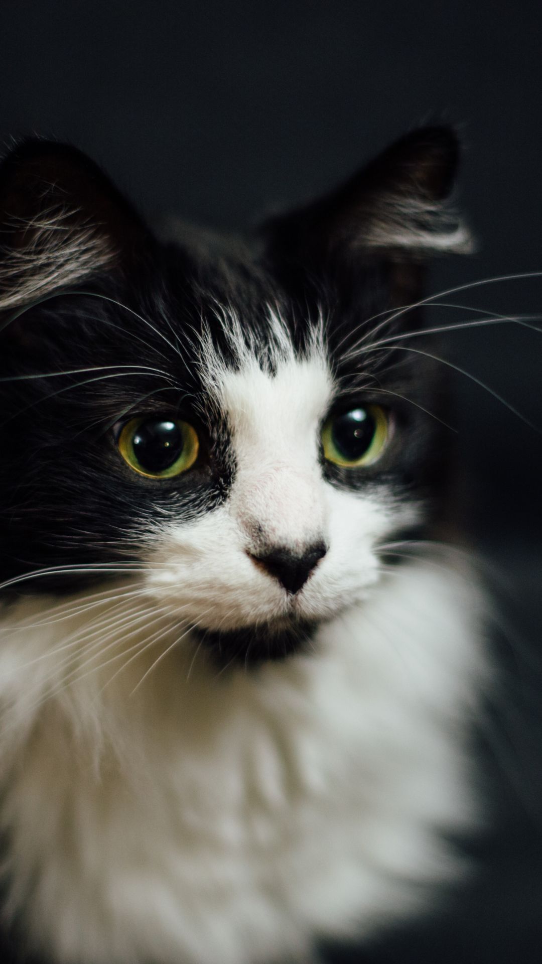 Cute Cat iPhone Wallpaper
