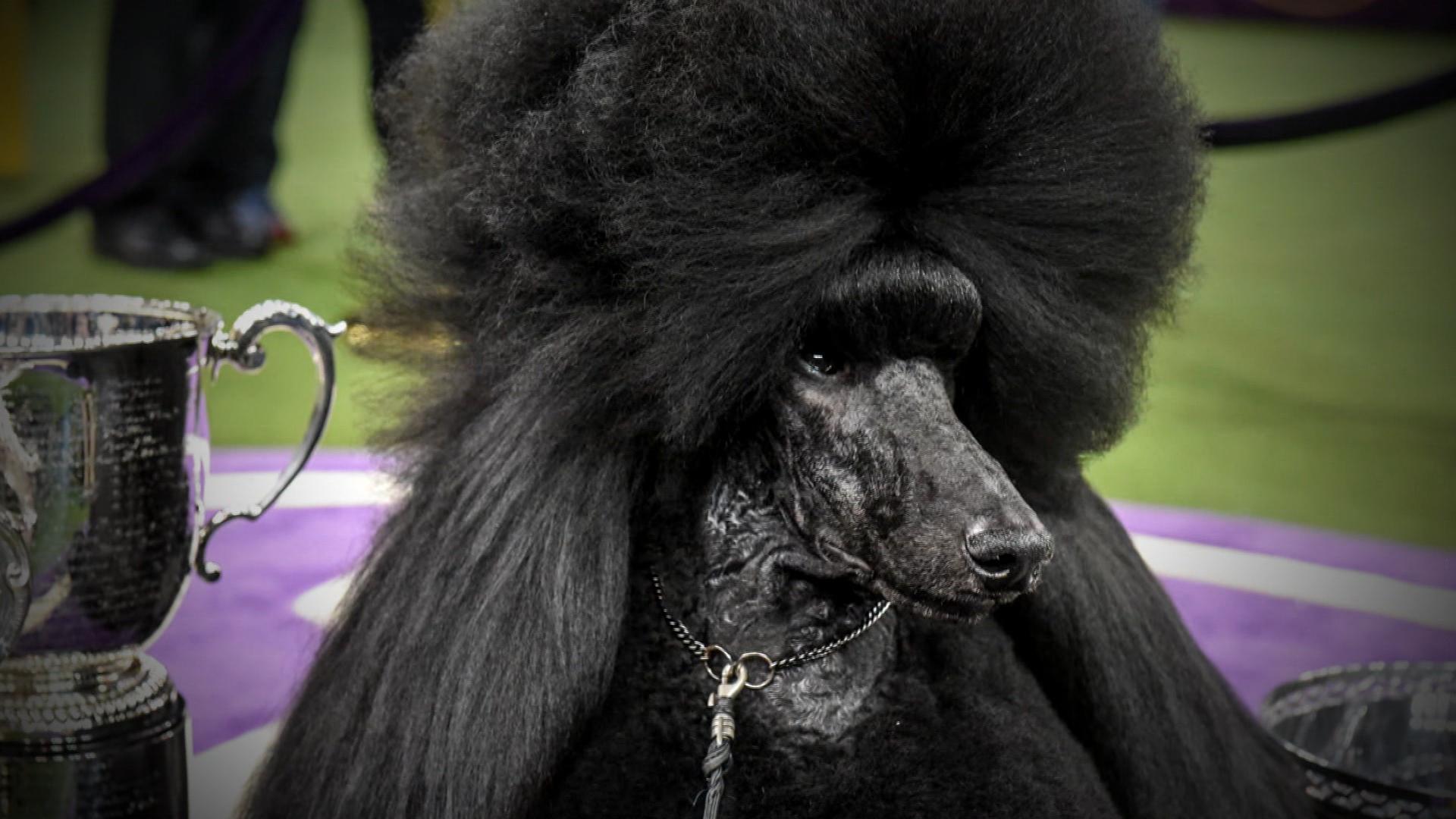 Siba The Standard Poodle Takes Home Best In Show At Westminster