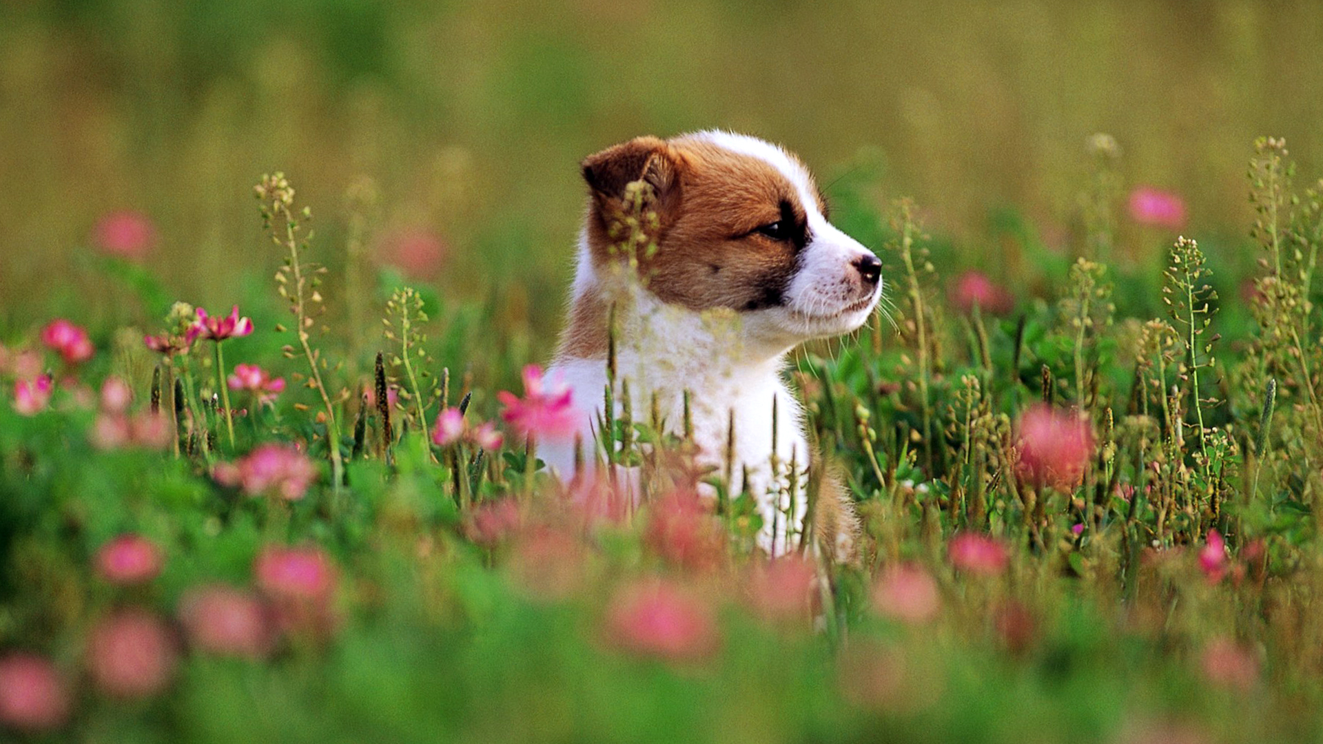 Cute Puppy Dog In The Park Wallpaper HD