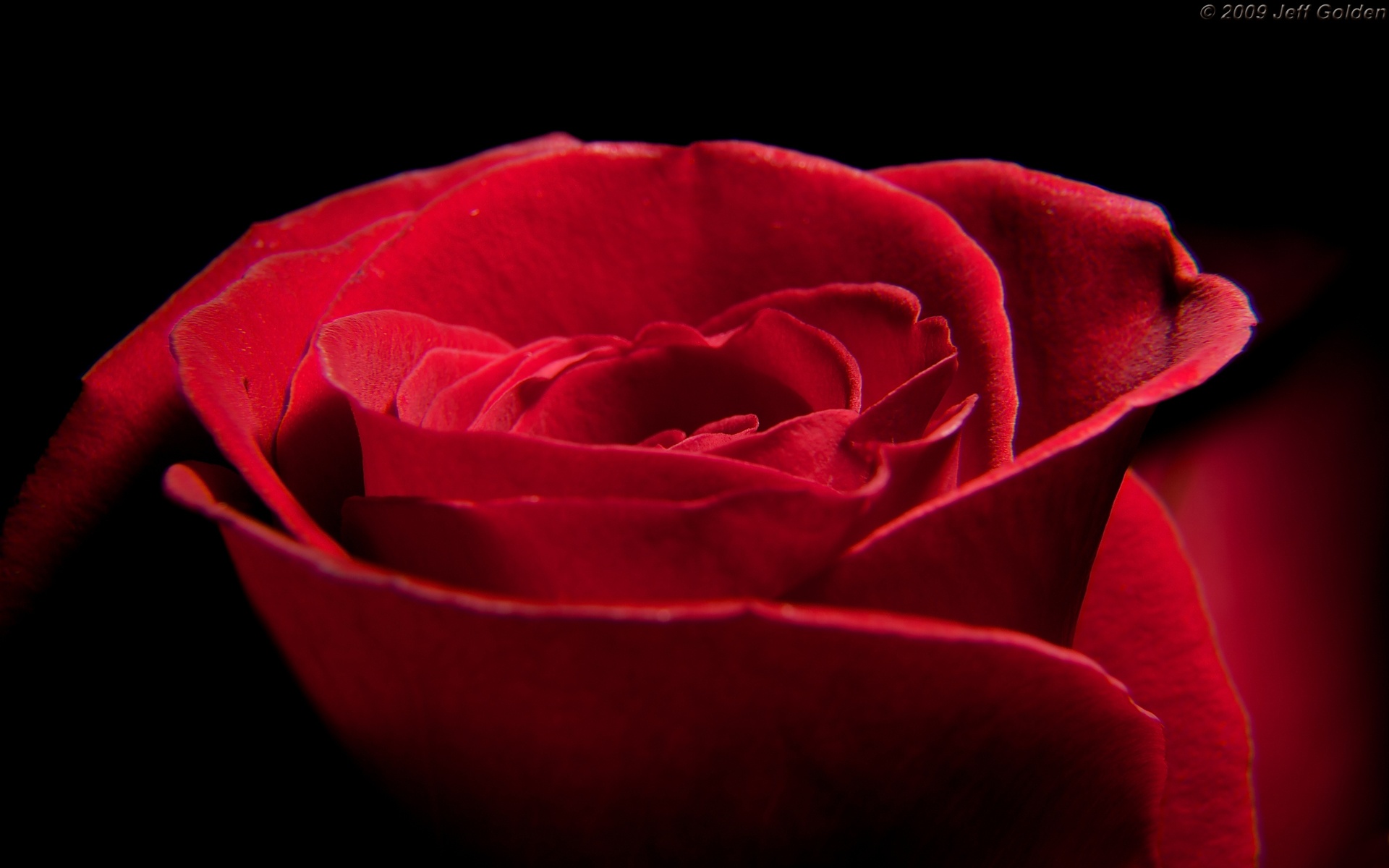 Say I Love You Wallpaper Roses Background