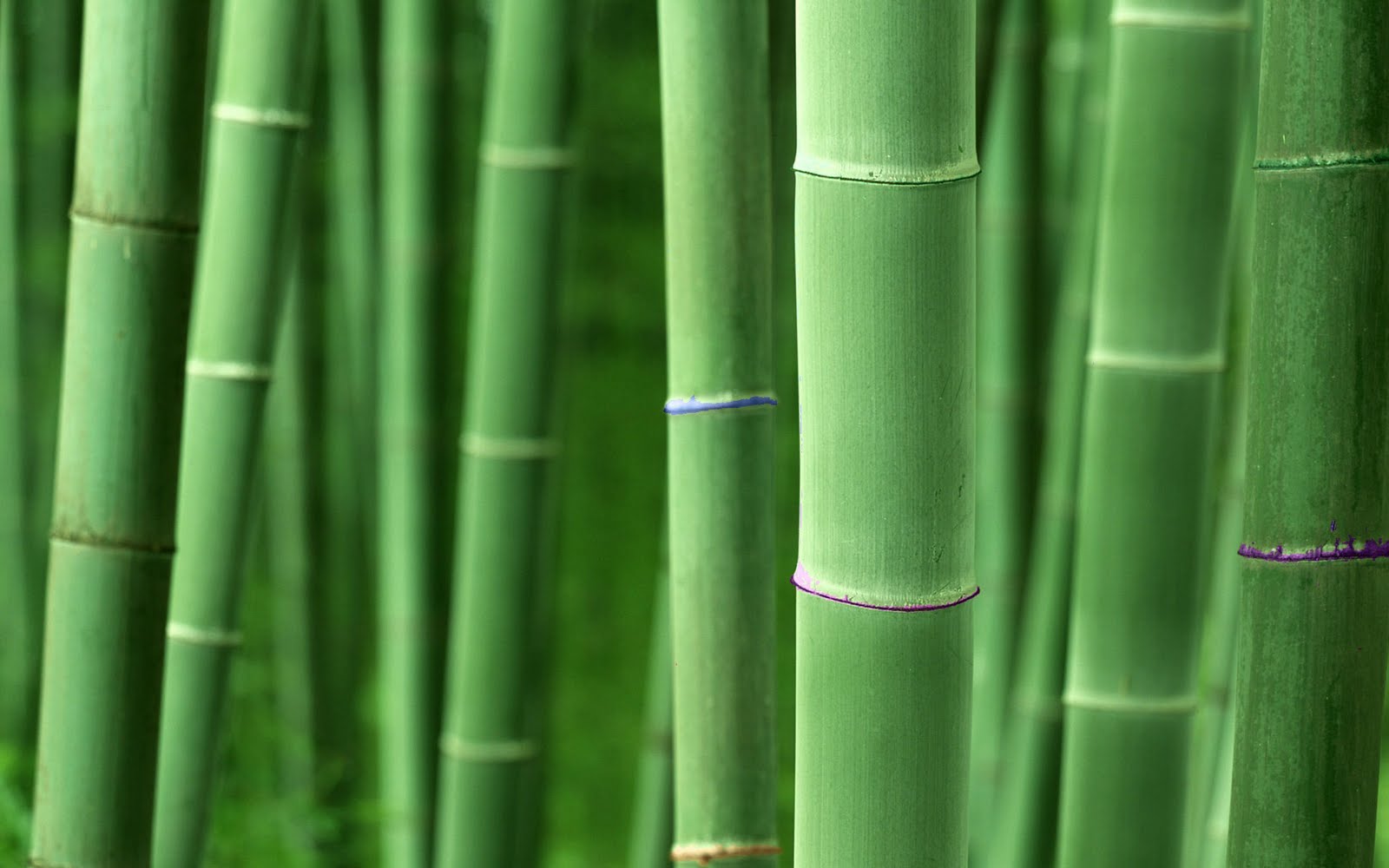 Cartoon Bamboo Trees Interiorinstyle Designers Have Designed
