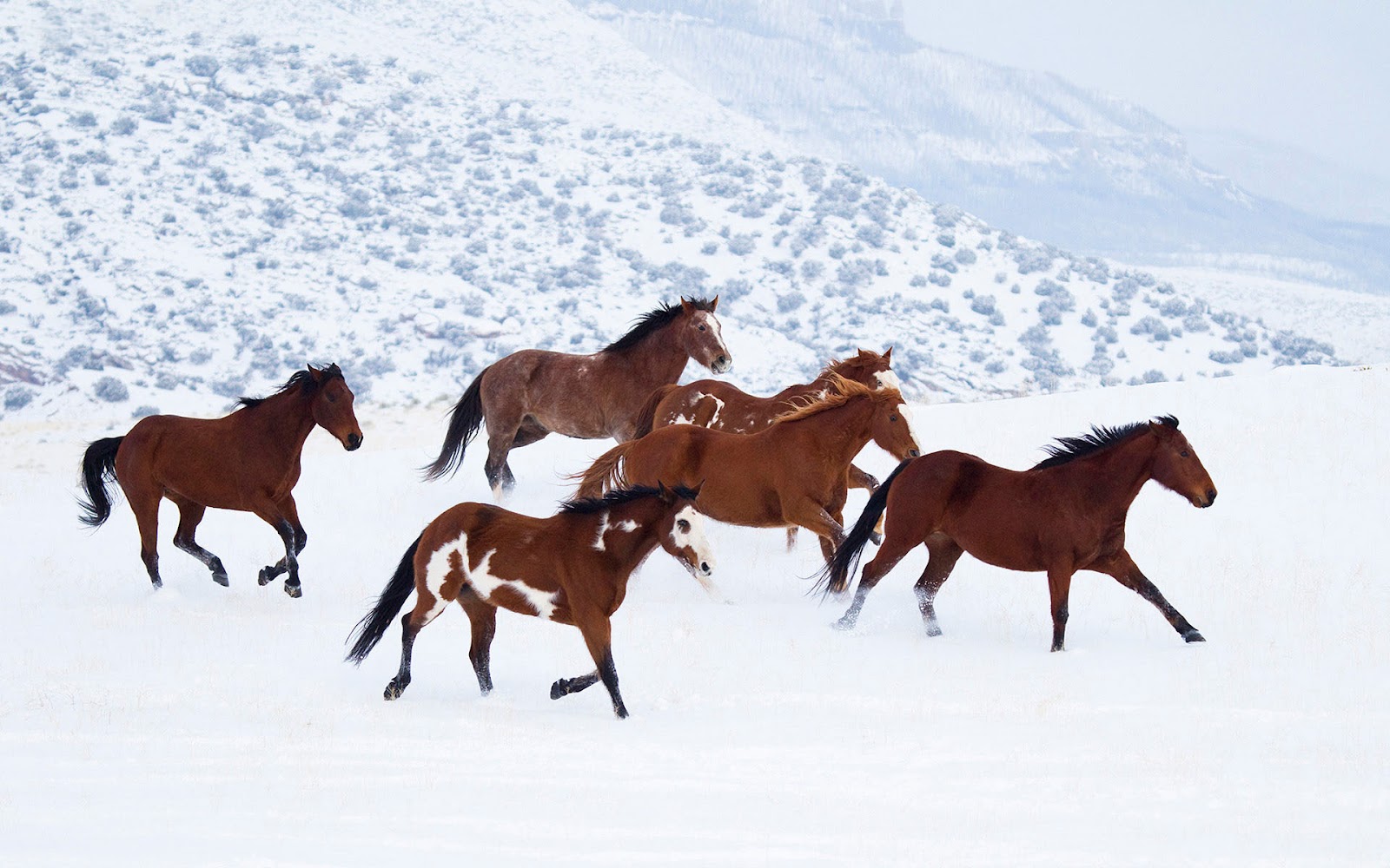 HD Horse Wallpaper With Brown Horses Running Through The Snow