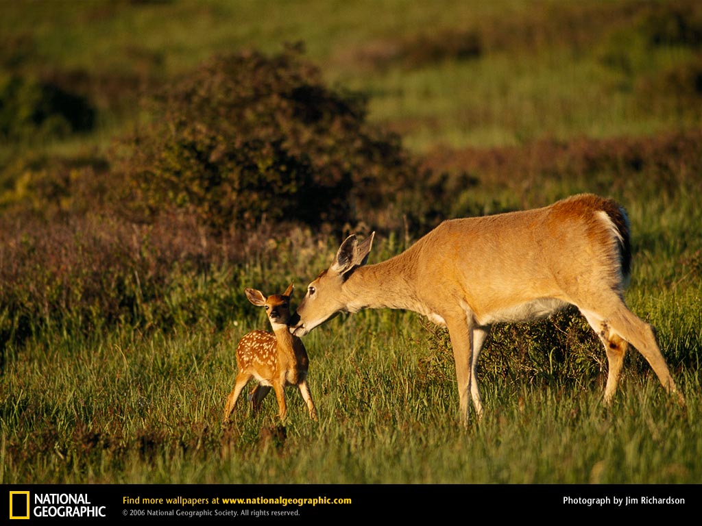 White Tailed Deer Picture Desktop