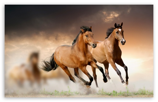 Horses Running HD Wallpaper For Standard Fullscreen Uxga Xga