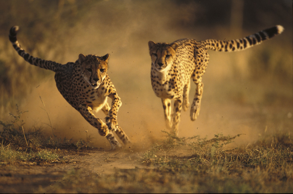 Cheetah Running Wallpaper Pet And Animals Wallpaper
