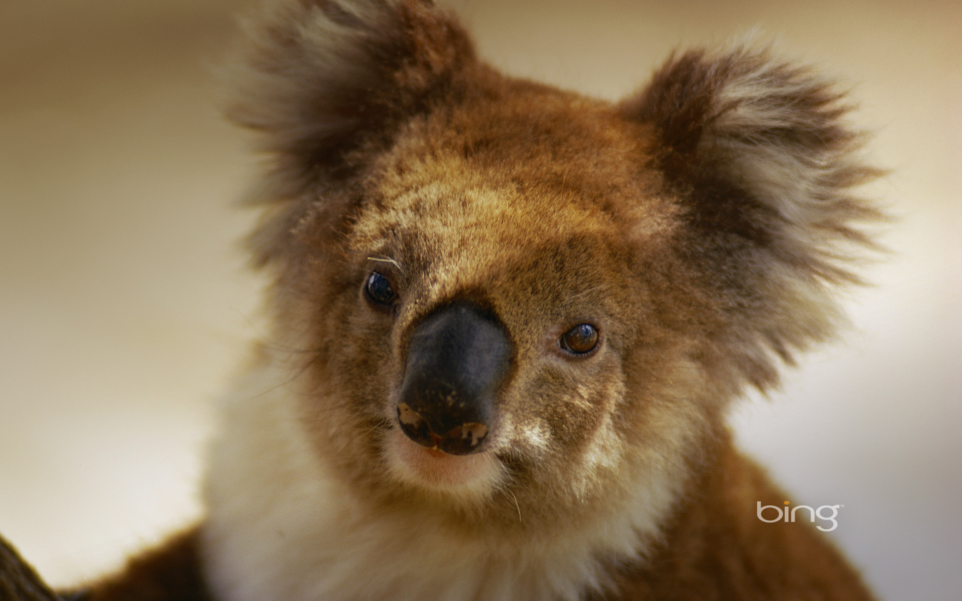 Australian Animals Koala Newhairstylesformen2014
