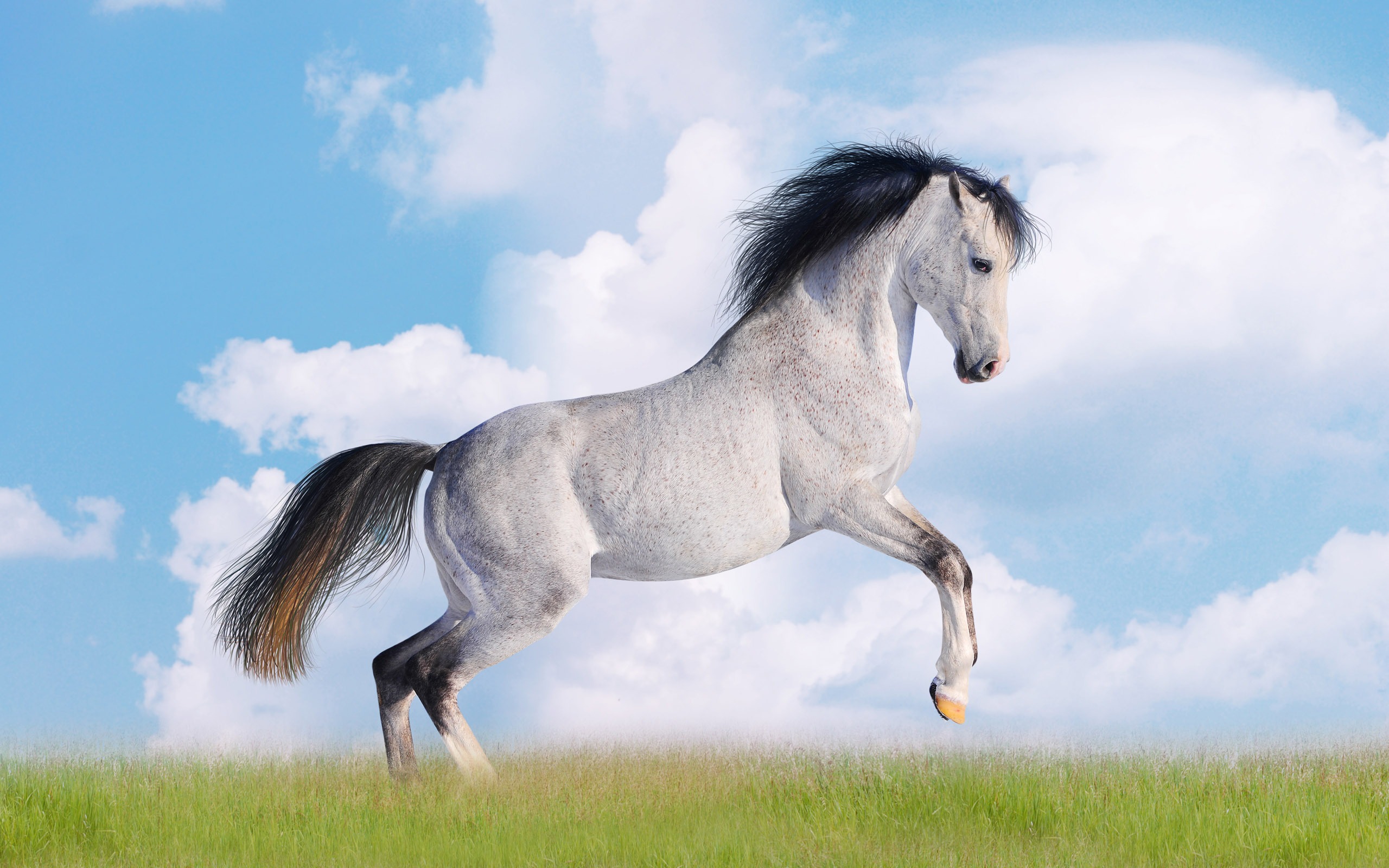 Horse Desktop Wallpaper HD