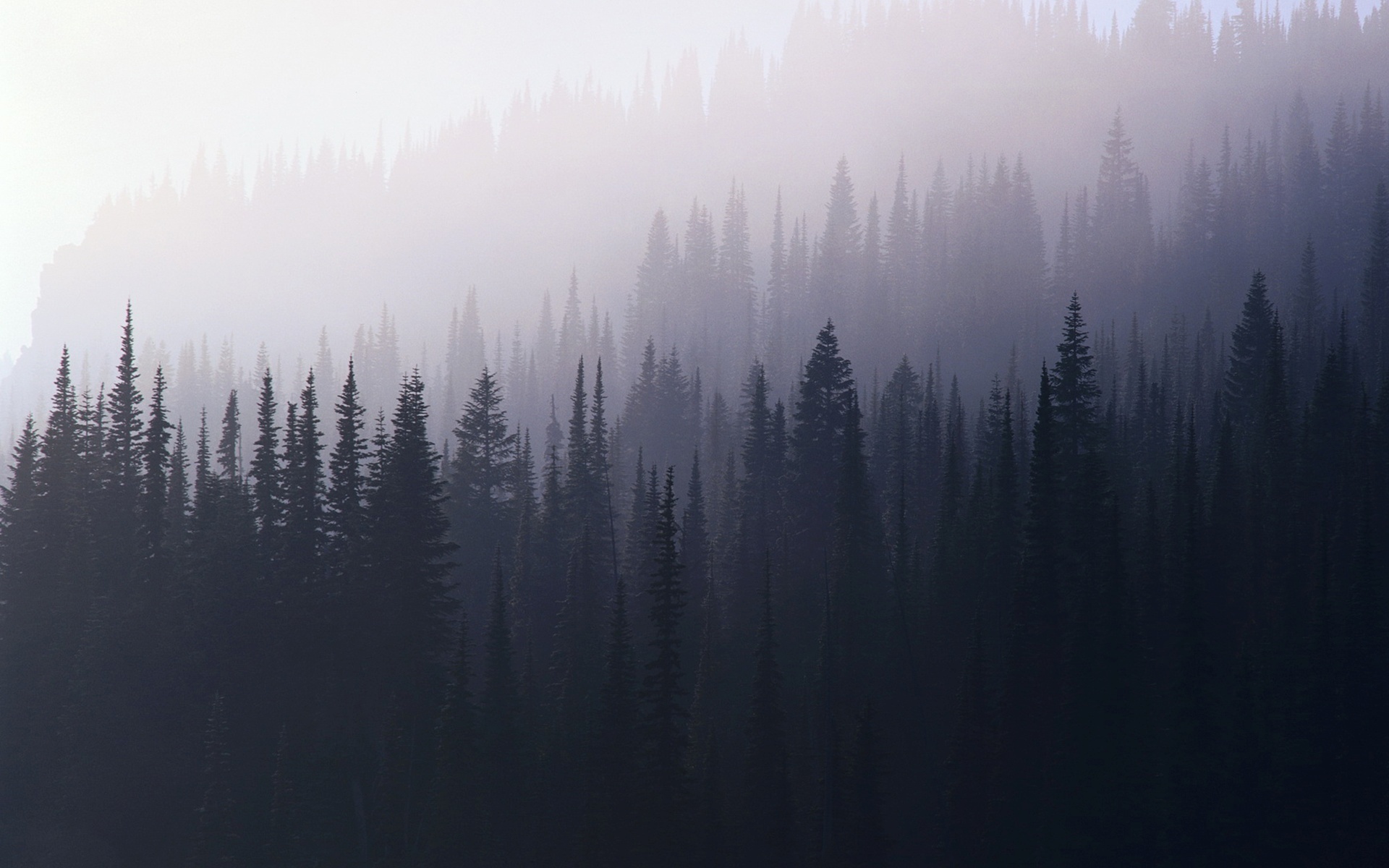 HD wallpaper foggy forest during sunrise nature landscape mist valley   Wallpaper Flare