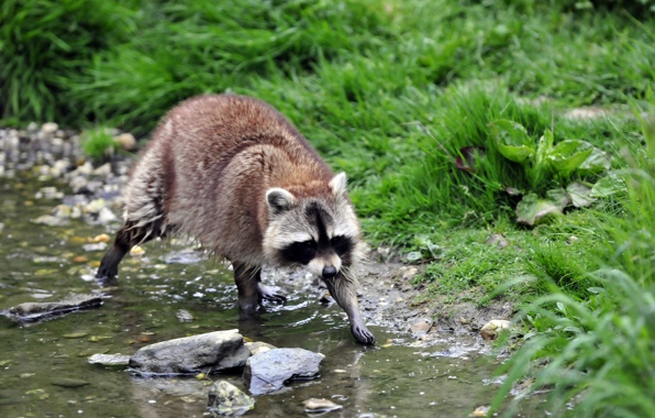 Wallpaper Raccoon Creeks Wet Grass Stones Animals