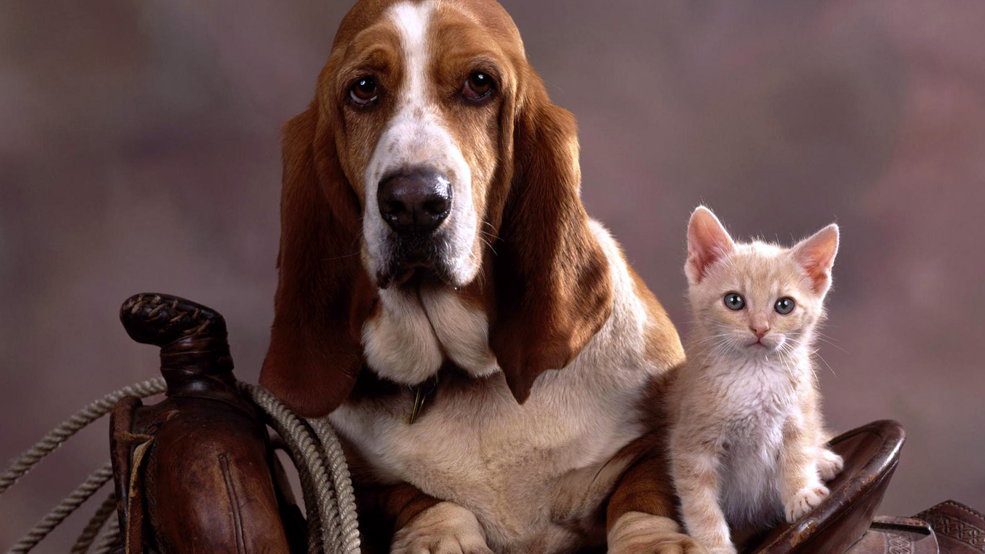 Cute Dog And Cat Desktop Wallpaper HD