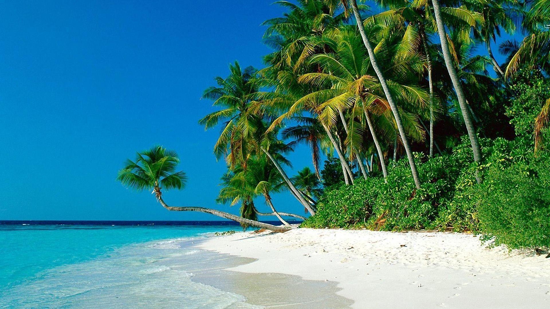 Tropical Beach With Palm Tree Wallpaper HD