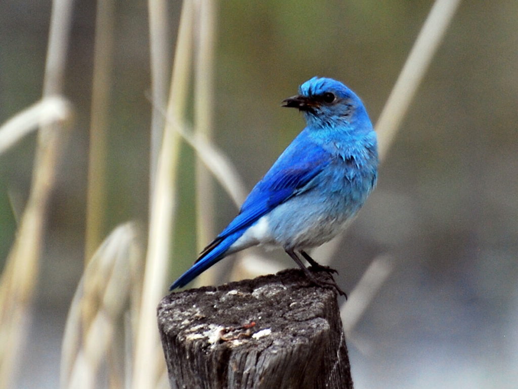 Bird Lore Mountain Bluebird My Edmonds News