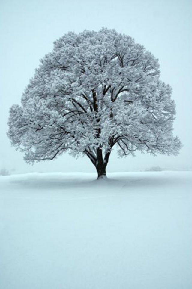 Winter Weather iPhone Wallpaper