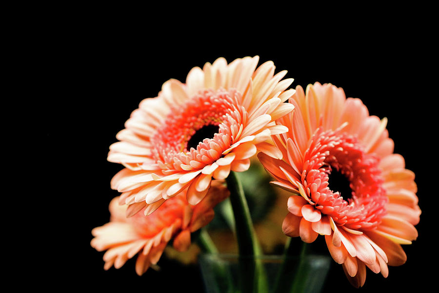 Flower Plant Beautiful Background Sophisticate Nice Nature