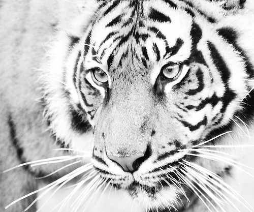 gudu ngiseng blog black and white tiger pictures