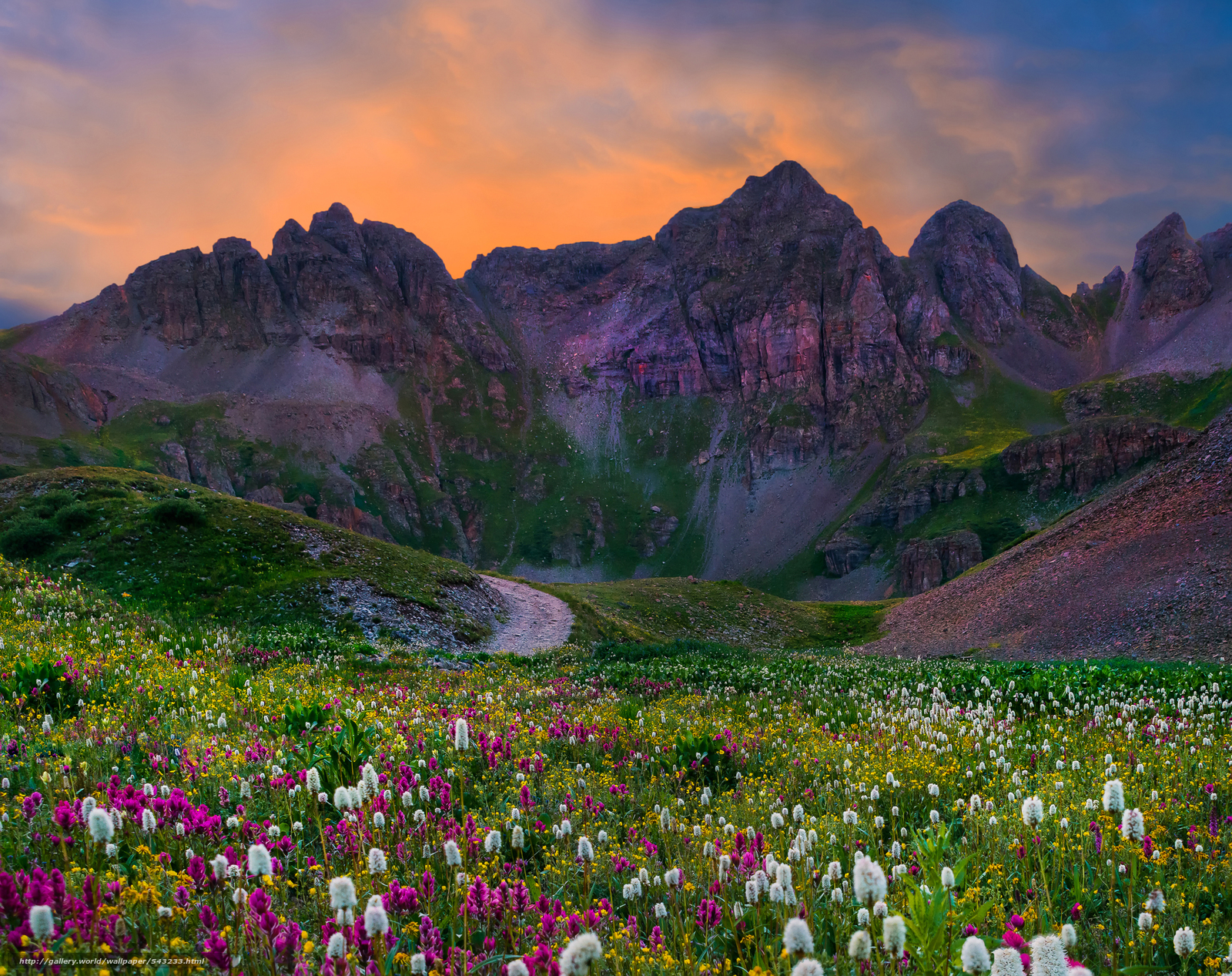 Download wallpaper wildflower sunrise rockies Colorado free desktop