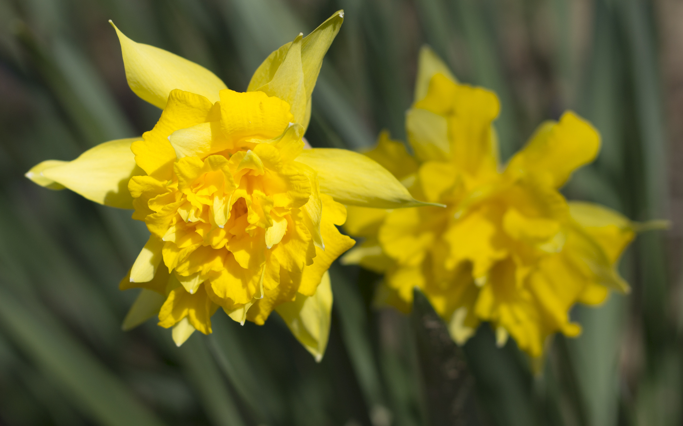 Daffodils Wallpaper