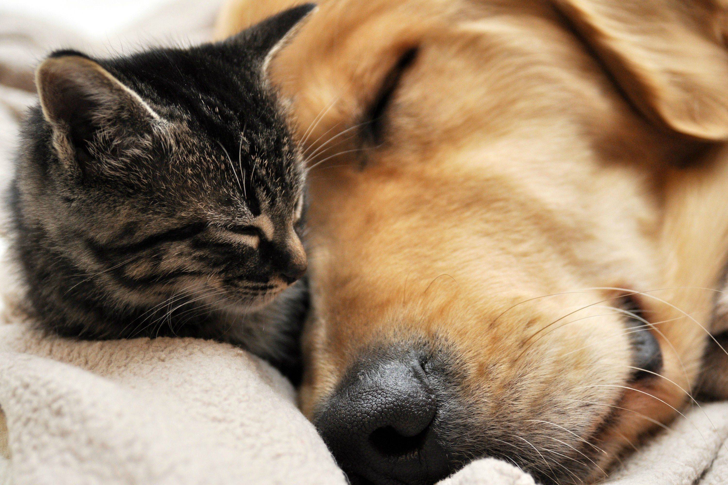 Cat and Dog Wallpaper 3000 x 2000 Wallpaper Wallpapers Pictures