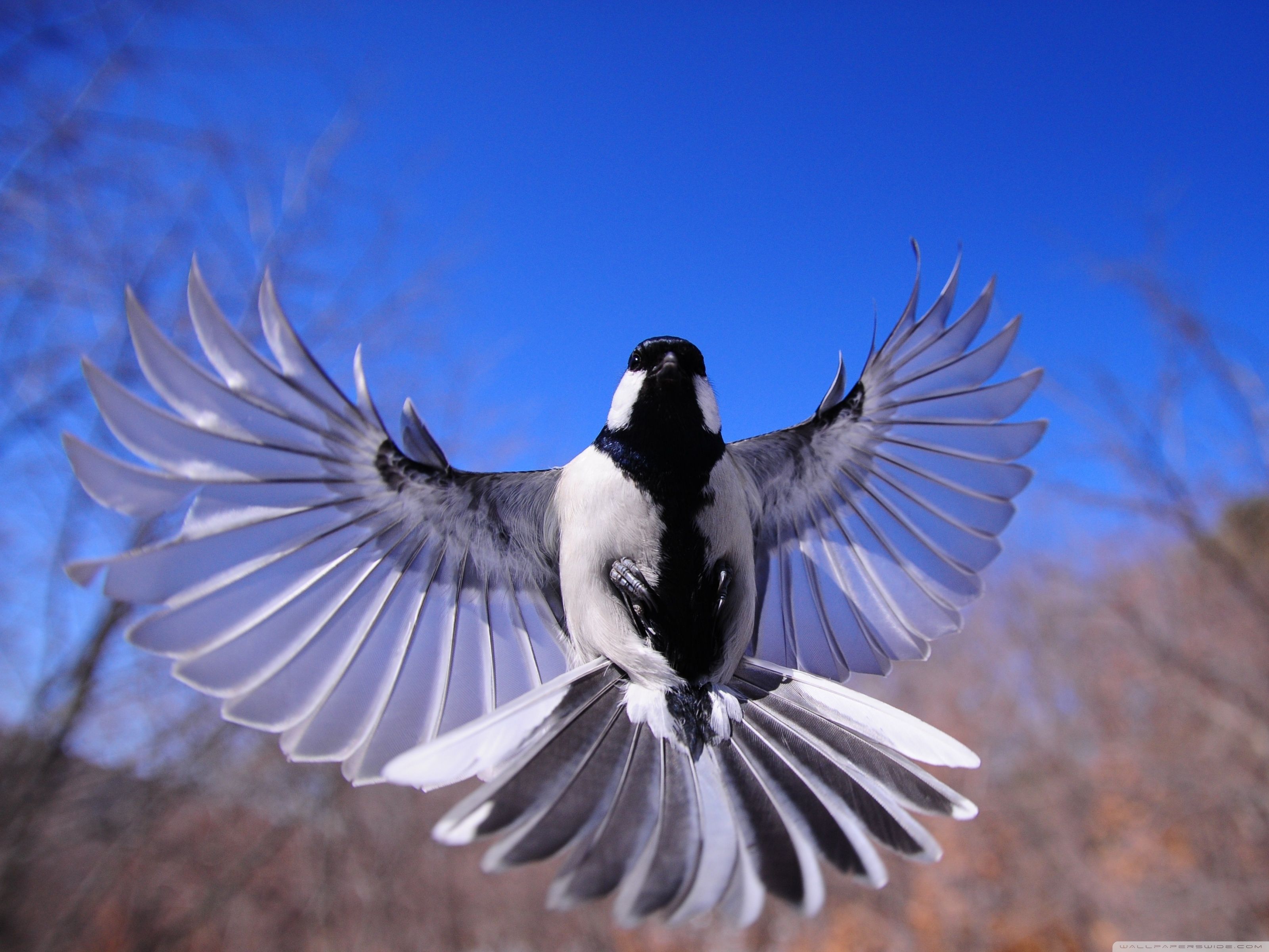 Flying Birds Wallpaper