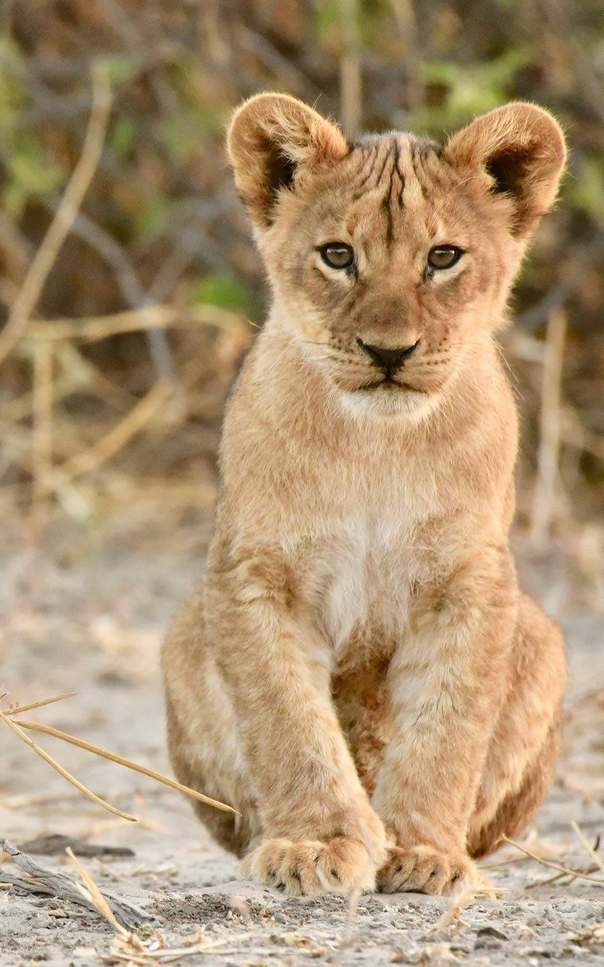 Top Baby Lion Wallpaper Full HD 4k To Use