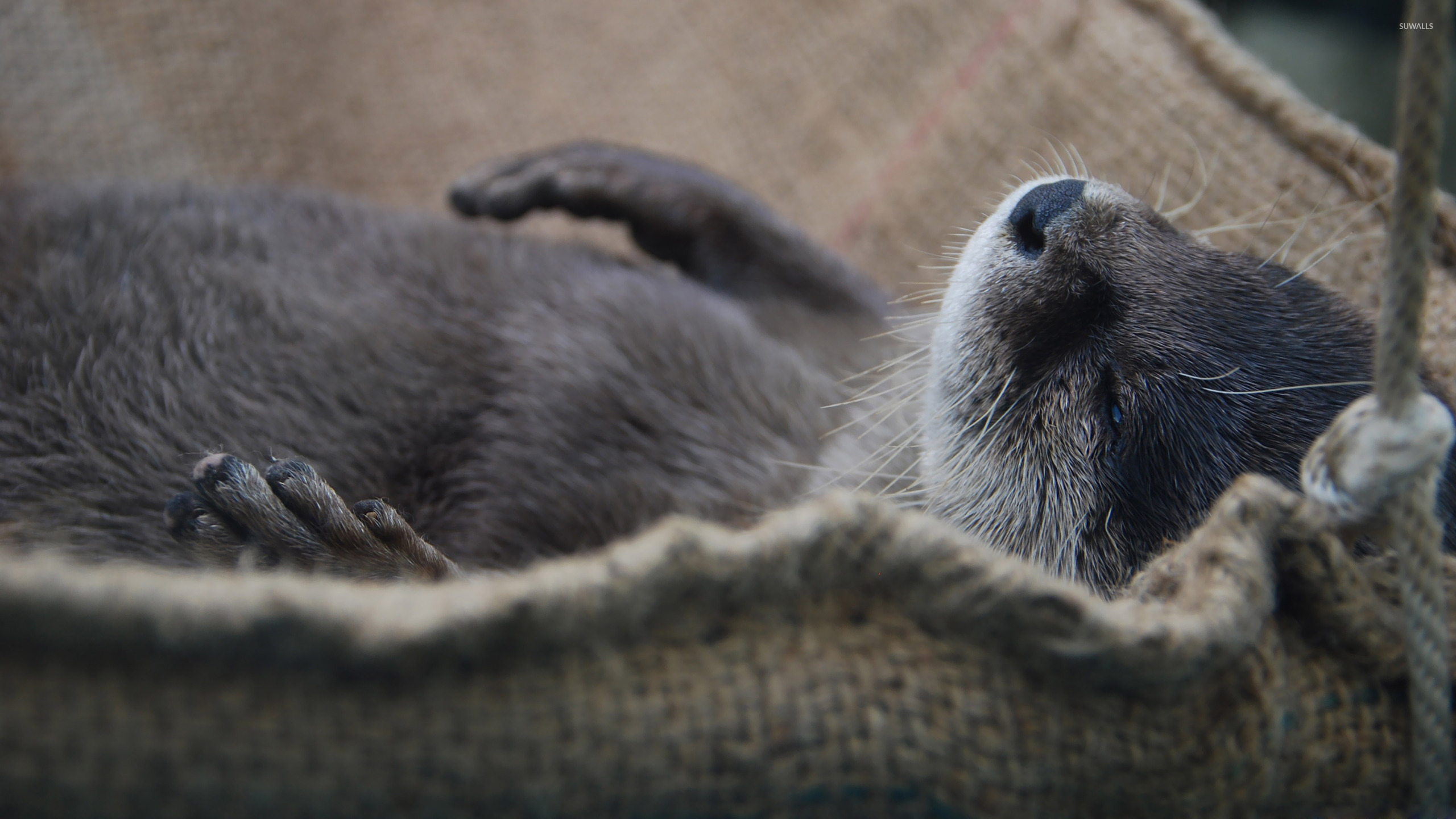 Sleeping Otter Wallpaper Animal