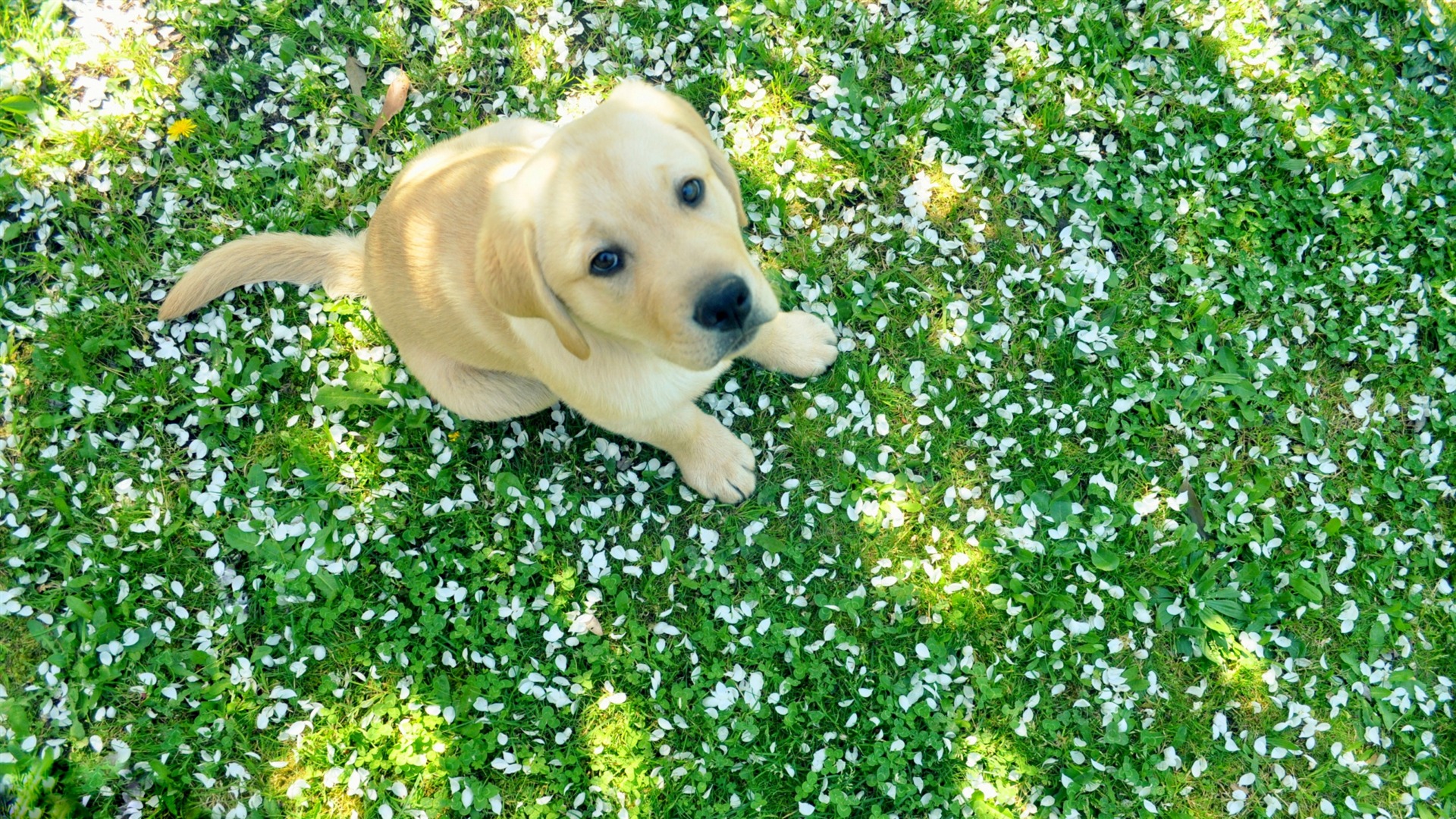 dog and spring Animal Widescreen Wallpaper HD Wallpaper Background