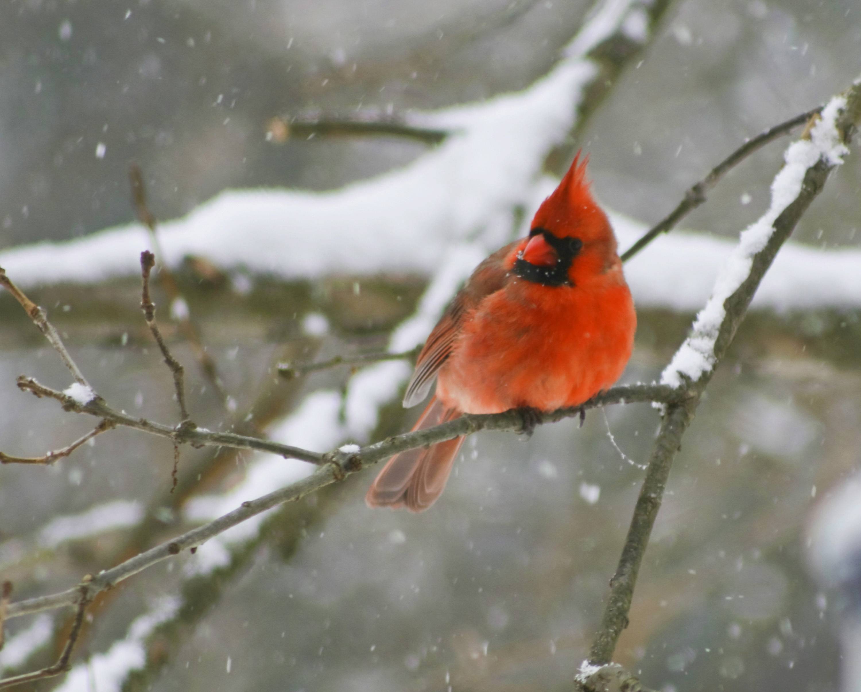 Pin Bird Snow Winter Hd Wallpapers 1080p Wallpaper