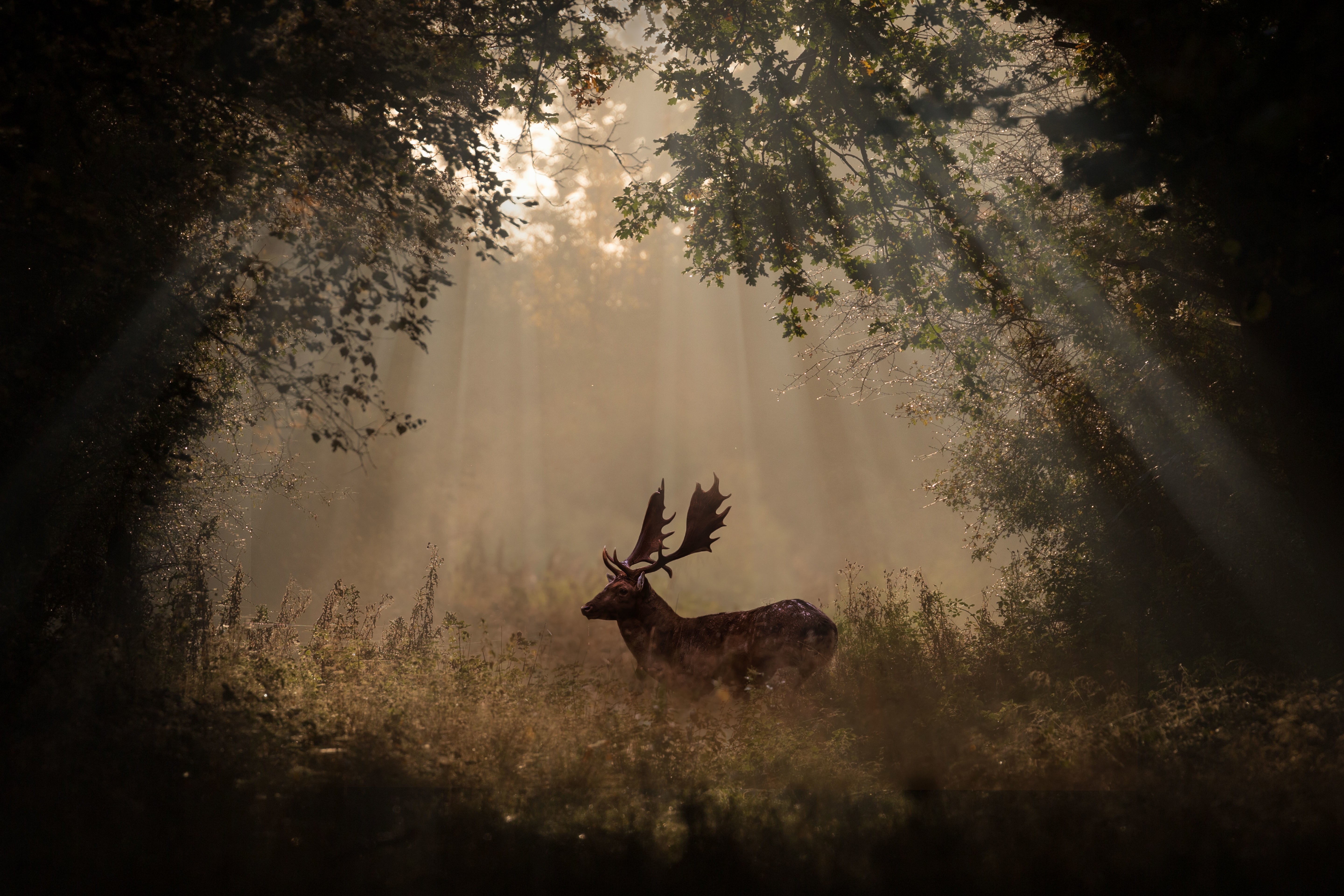 Animals Deer Forest Mammals Wallpaper HD