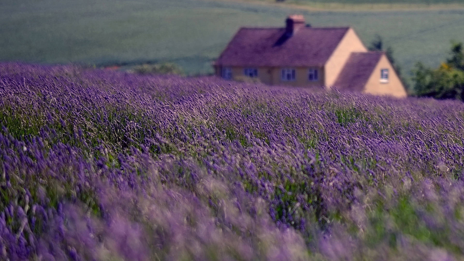 Lavender Desktop Wallpaper