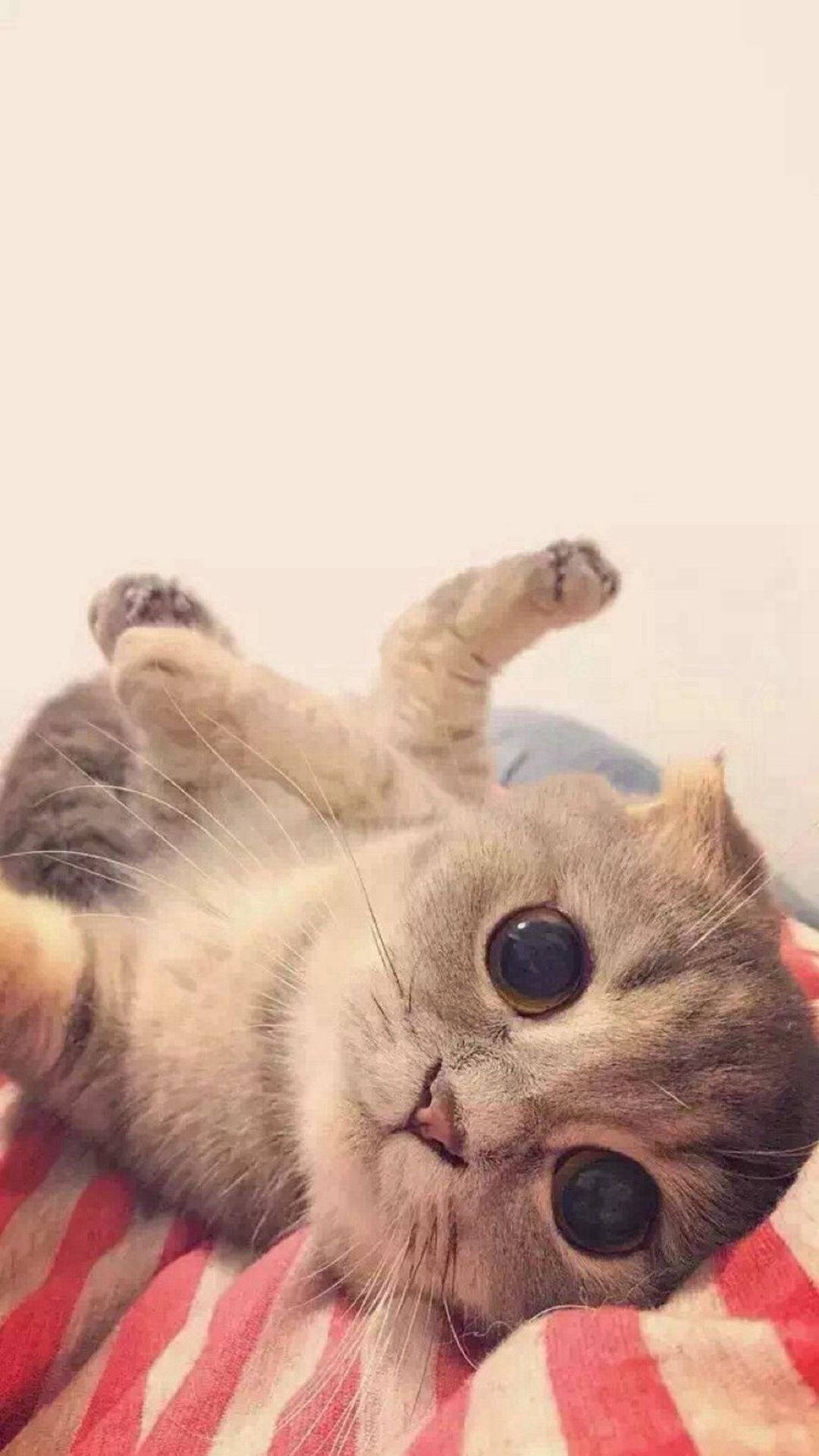 Cat iPhone Wallpaper