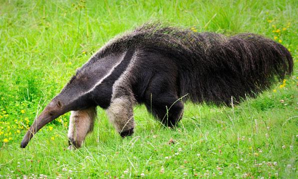 All About Anteater Live Wallpaper For Android Videos Screenshots