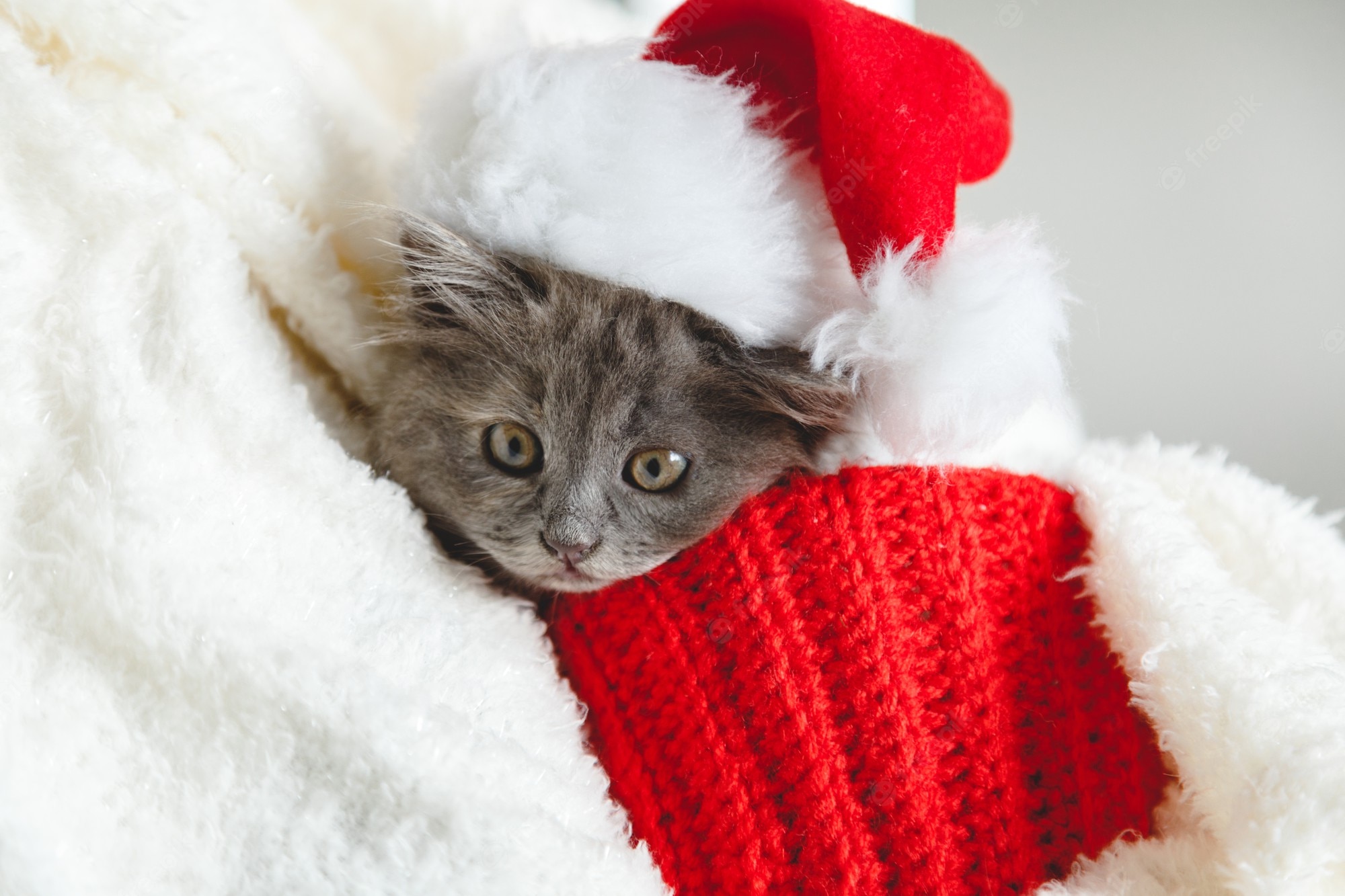 Premium Photo Kitten Portrait In Christmas Santa Hat Cute Gray