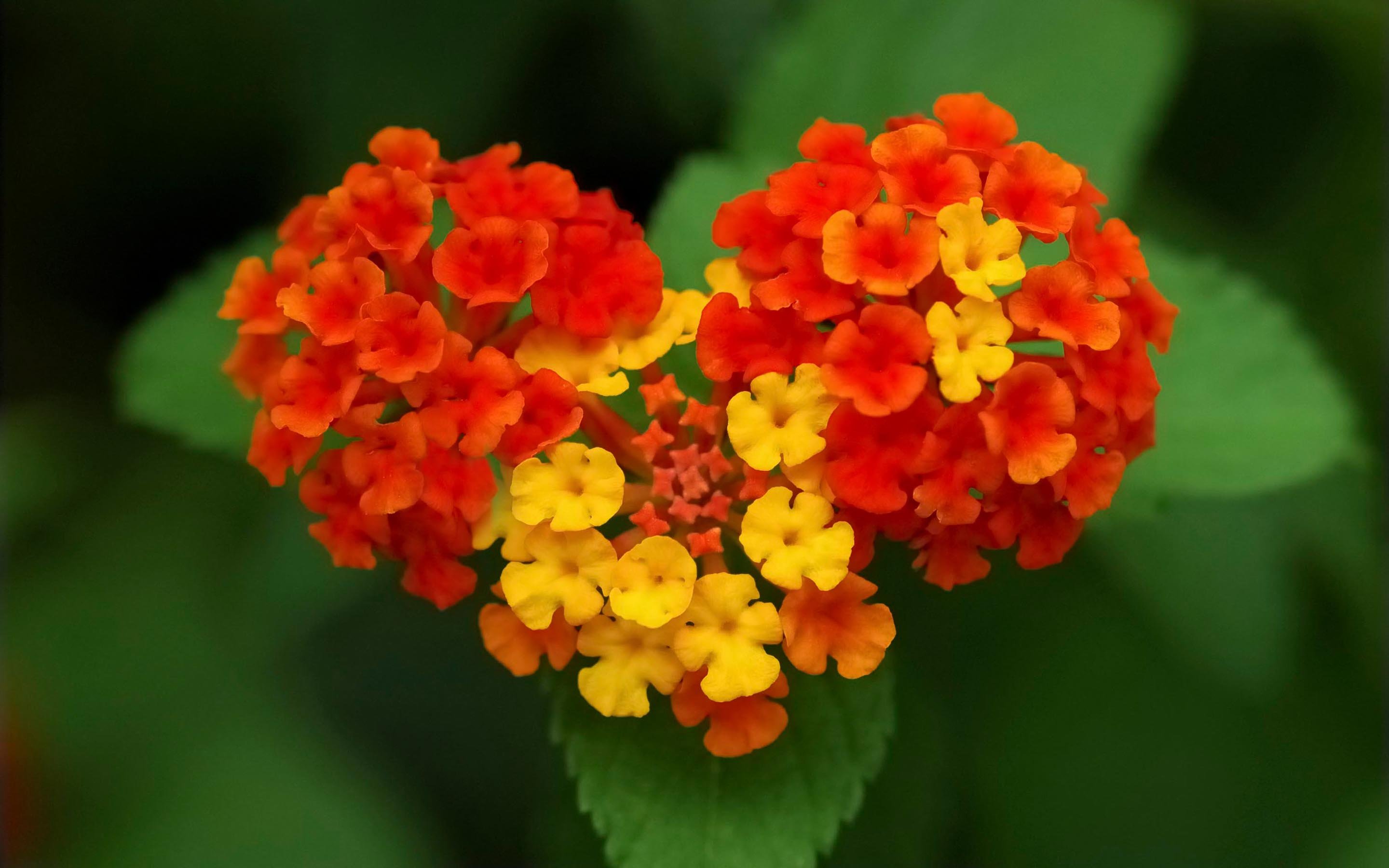 Nature Love Wallpaper HD