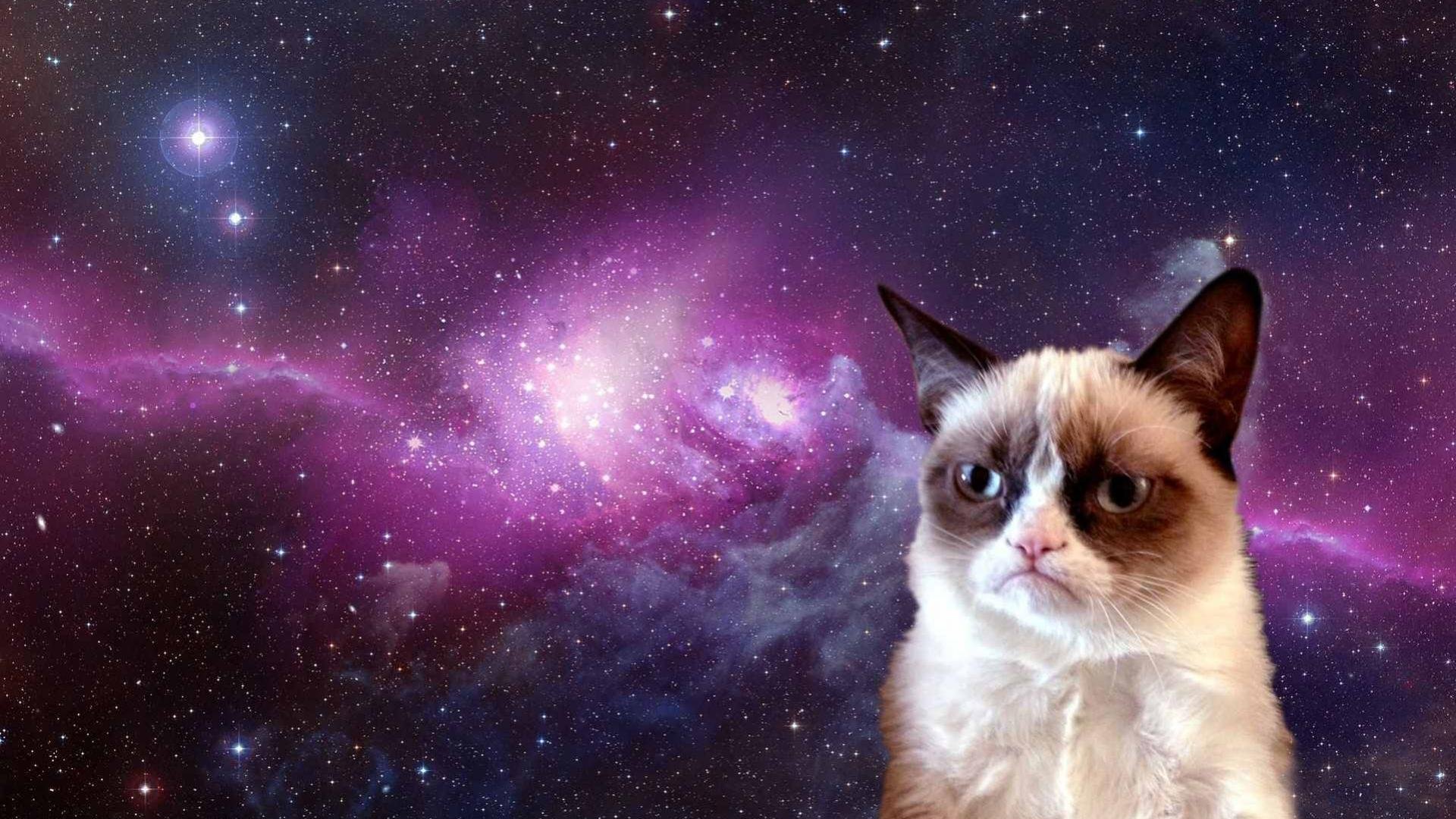 Cat Meme Quote Funny Humor Grumpy Wallpaper HD