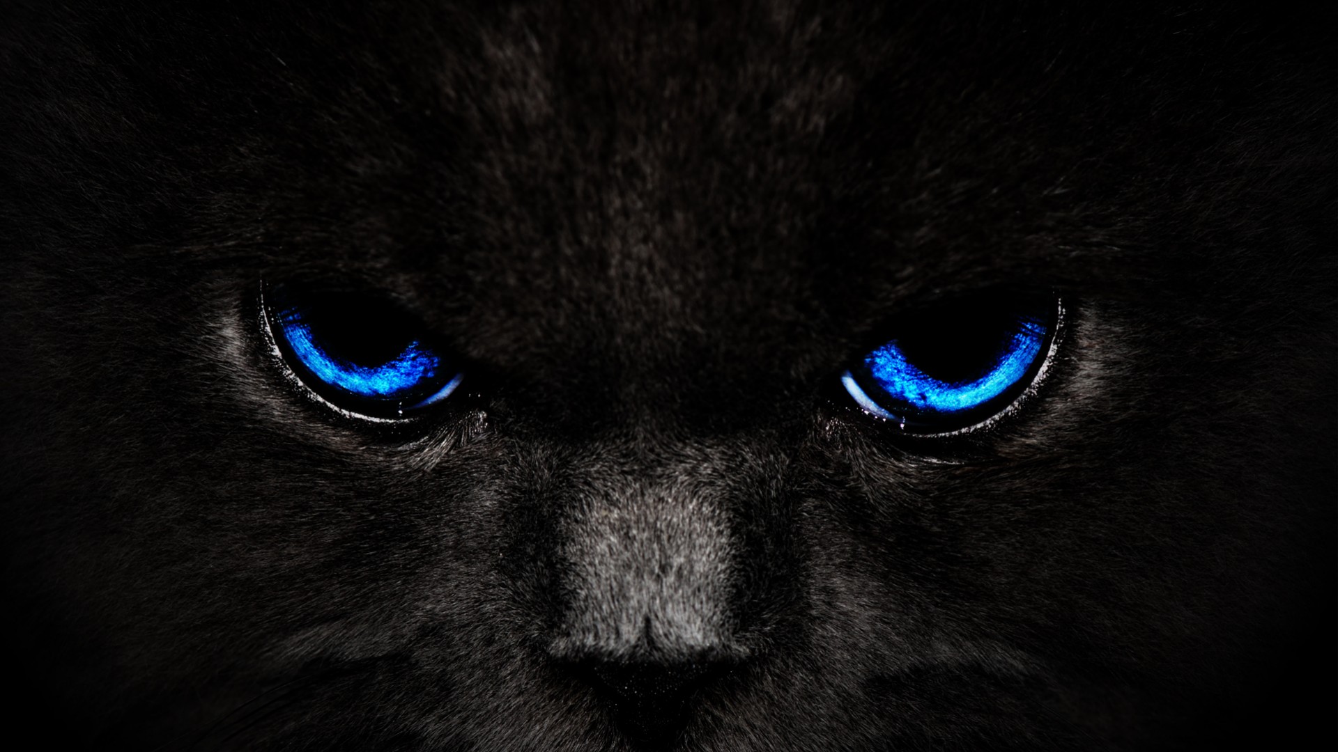 Black Cat Blue Eyes Desktop Wallpaper HD