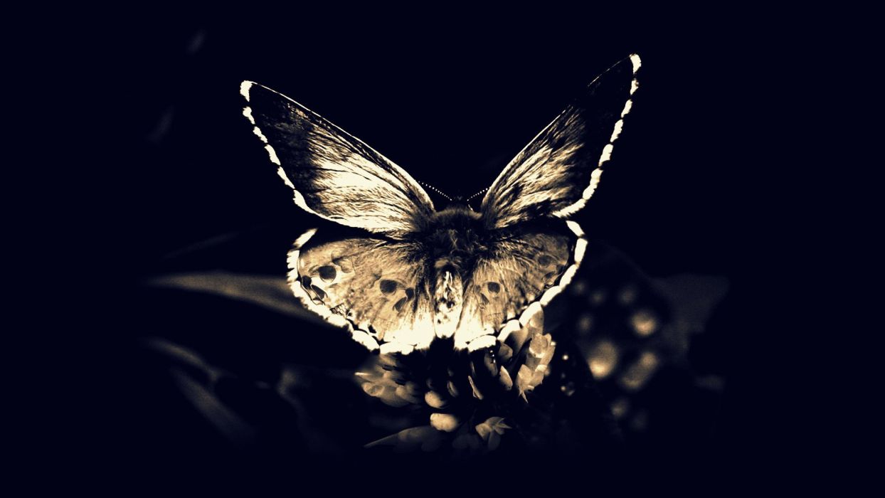 Skulls Death Fly Gothic Darkness Moths Butterfly Wings Butterflies