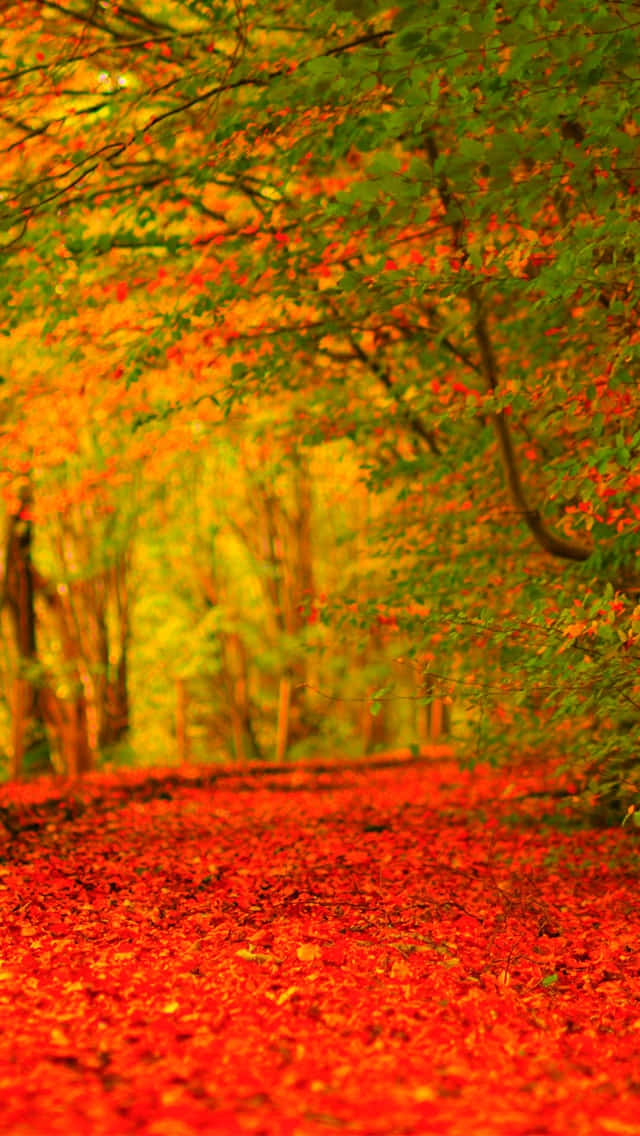 Enjoy The Beautiful Autumn With An iPhone Plus Wallpaper