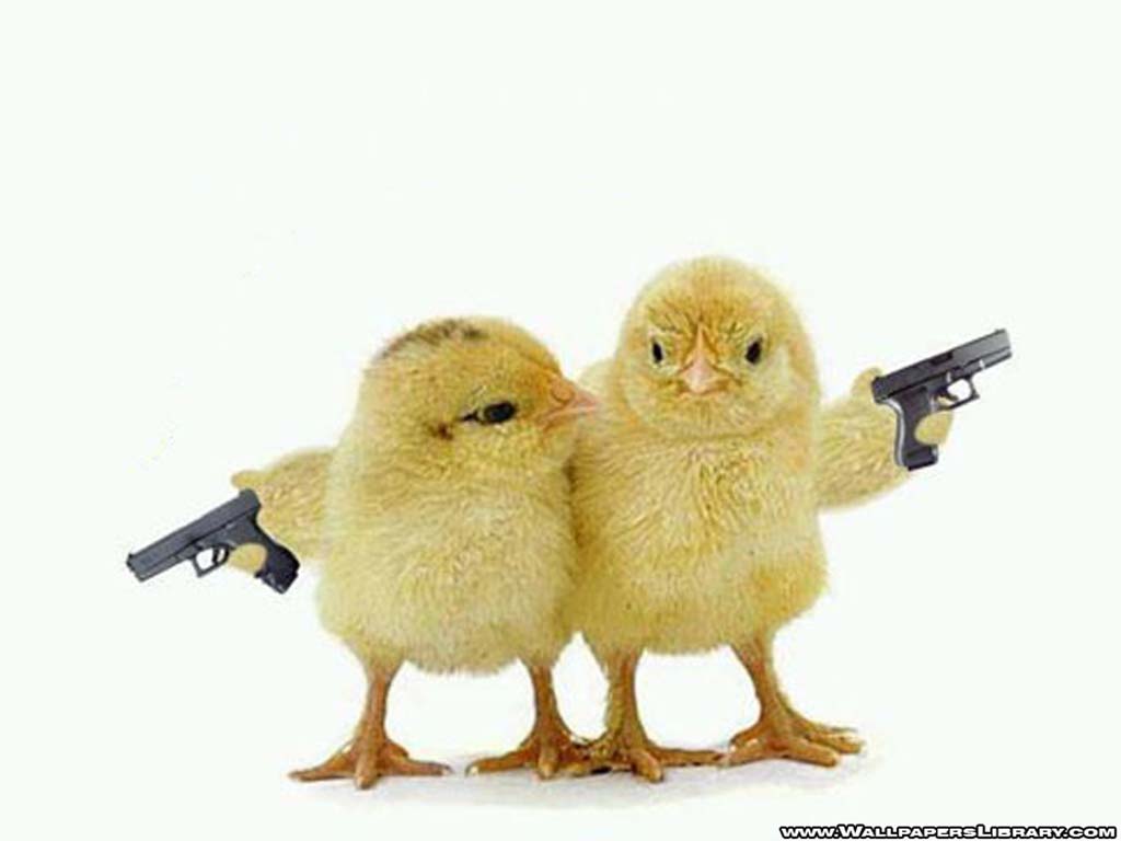 Two baby chicks holding guns in a humorous standoff