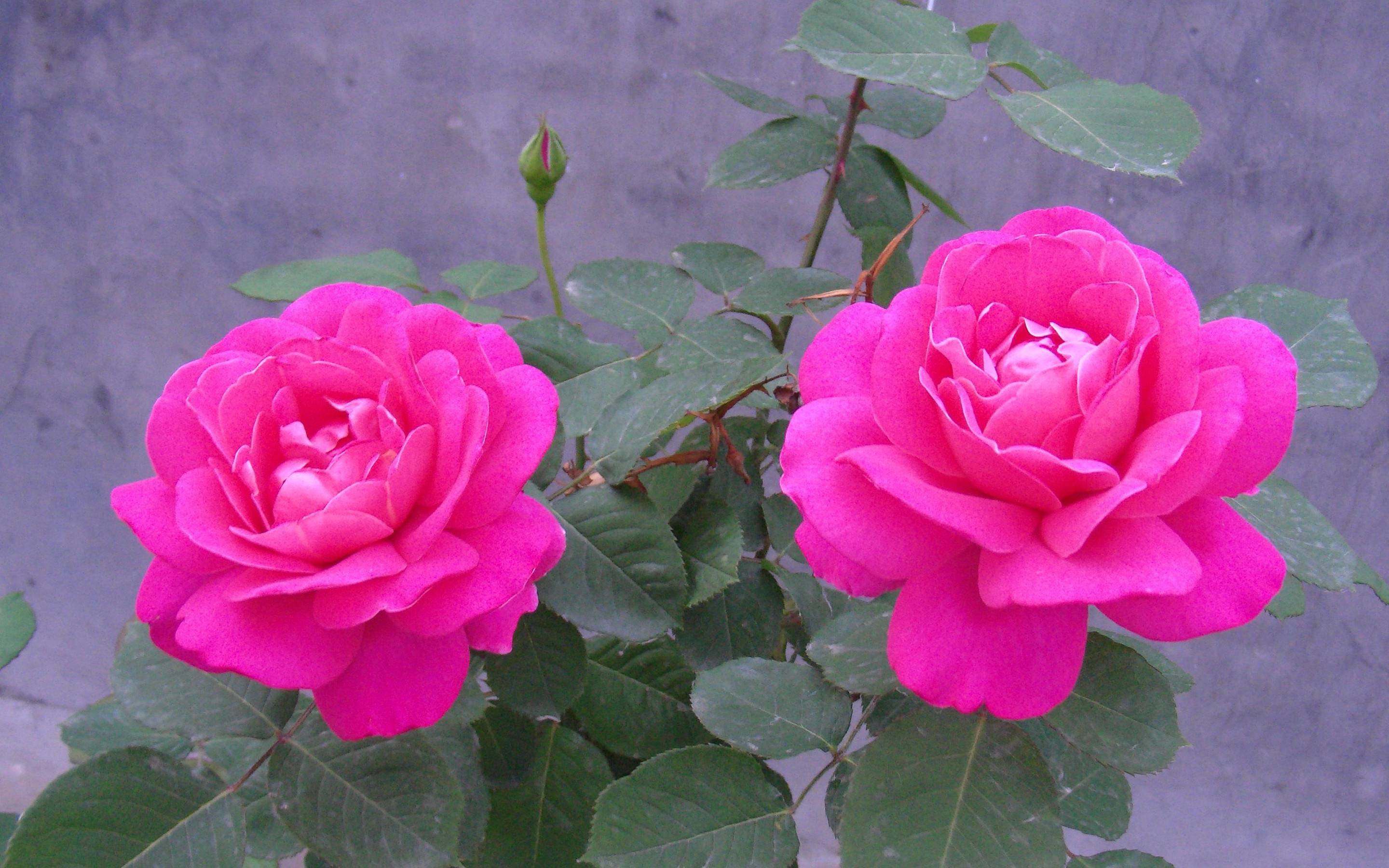 Free download Rose Flower Wallpapers HD [2880x1800] for your Desktop, Mobile  & Tablet | Explore 75+ Rose Flower Wallpaper Hd | Red Rose Flower  Background, Rose Flower Wallpapers, Rose Flower Wallpaper